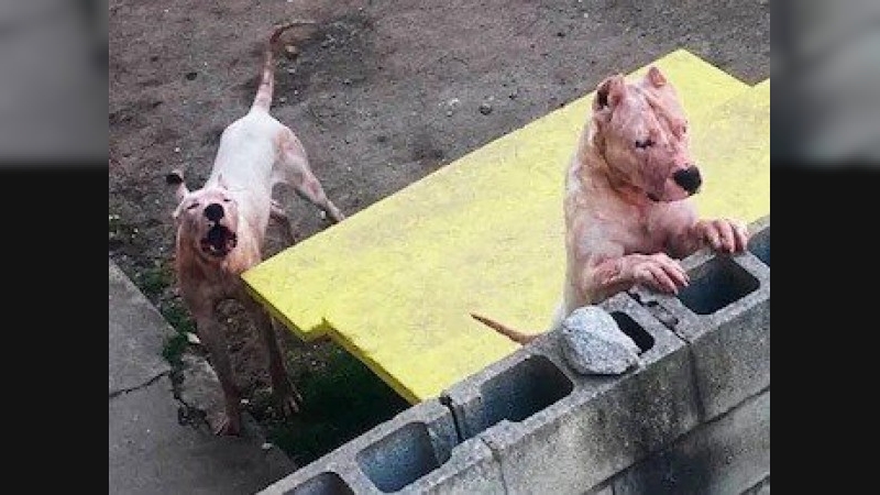 Una mujer murió en Río Ceballos: habría sido atacada por sus dogos