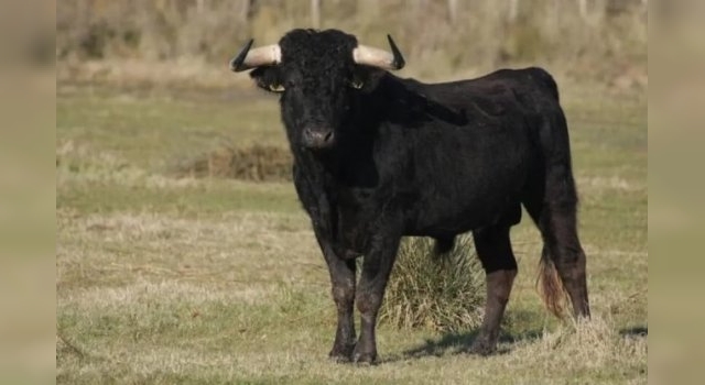 Un vecino de Formosa murió tras ser atacado por un toro de 800 kilos