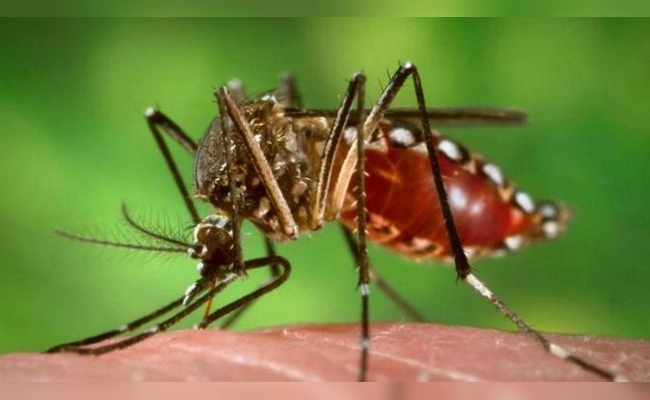 Suman tres las muertes por dengue en Corrientes en esta temporada