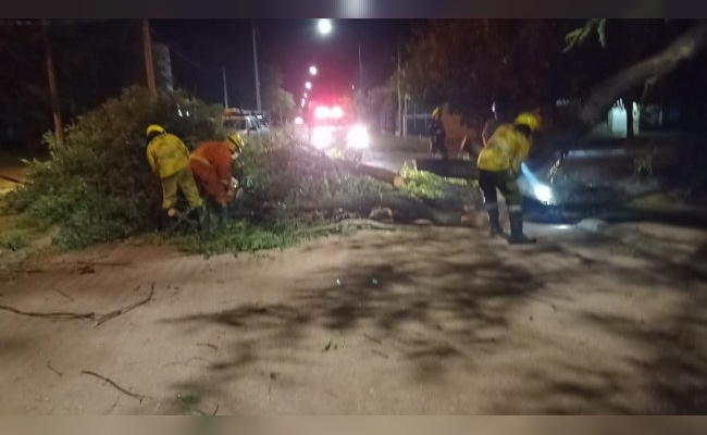 Daños en una vivienda y árboles caídos por el fuerte viento en Morteros