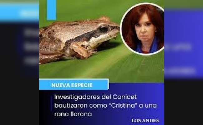Científicos del Conicet hallan “rana llorona” y la bautizan Cristinae, en honor a Cristina Kirchner