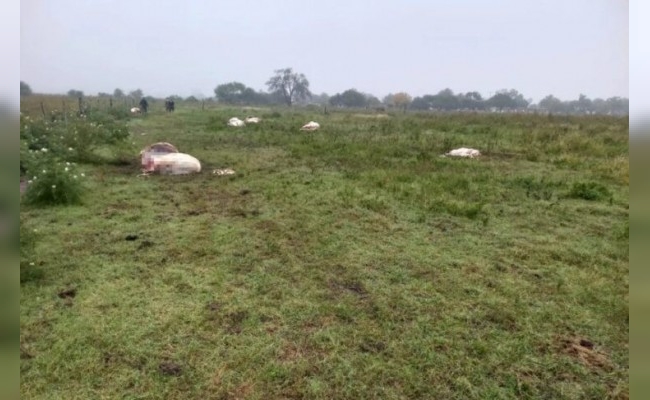 Ataque en campo de Josefina: mataron vacas de tambo y las faenaron en el lugar