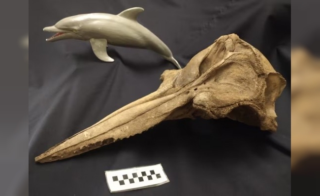 Fueron a pescar y por error encontraron una joya arqueológica de 5000 años en las afueras de San Pedro