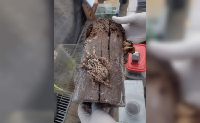 Secuestran casi 200 arañas y especies exóticas de una casa