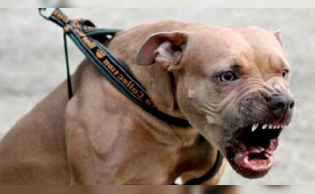 Un pitbull atacó y mató a su dueña en Salta