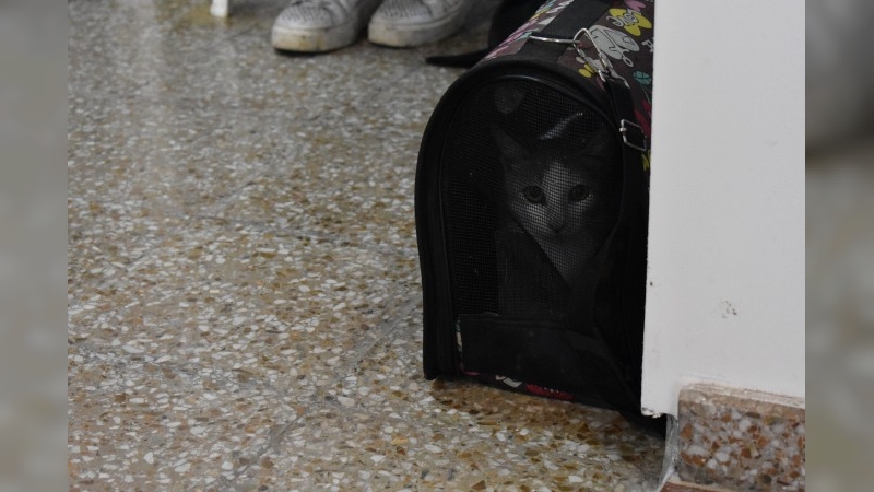 Frontera: castraciones gratuitas de perros y gatos