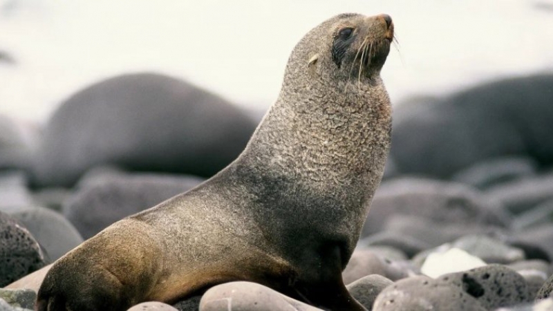 Un lobo marino apareció en una famosa playa en Río de Janeiro