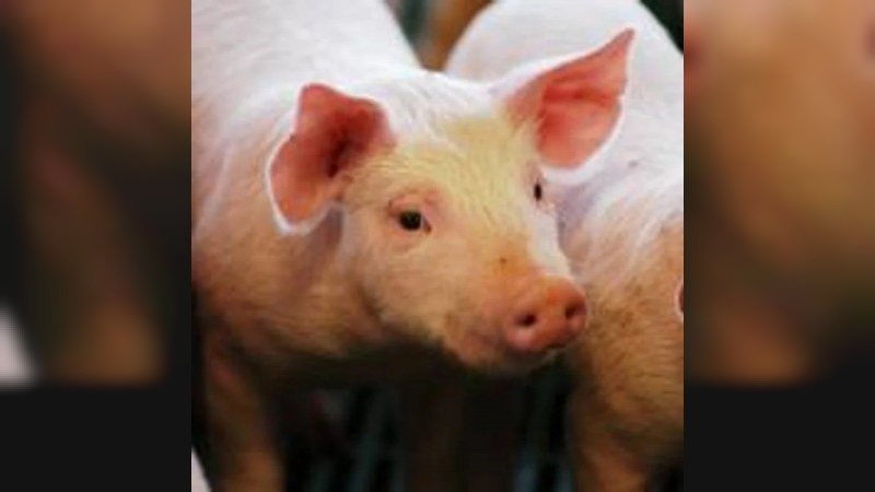 El Gobierno autorizó tres nuevas vacunas para protección de la sanidad porcina y aviar
