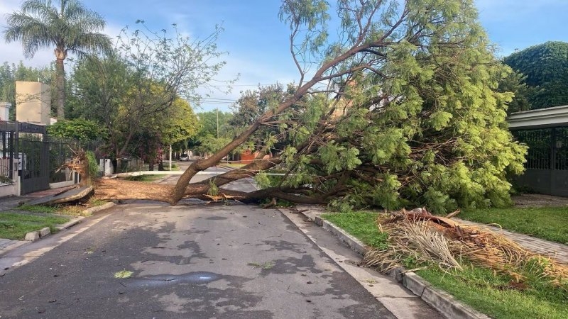 Árboles caídos, calles inundadas y un corte en la Costanera tras la intensa lluvia en Córdoba