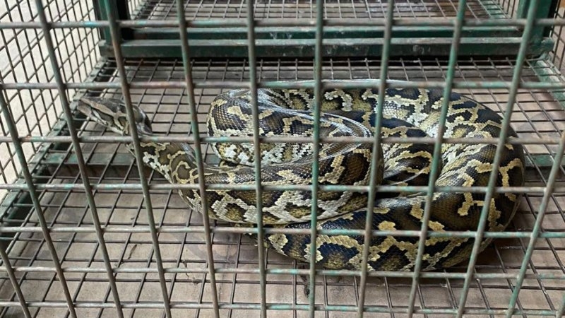 Atraparon una tremenda pitón de casi 2 metros en el patio de una casa de Córdoba