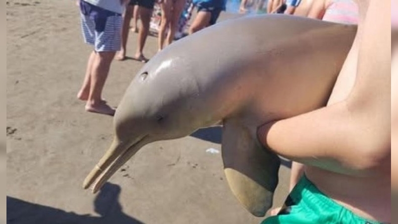 Murió un delfín en Mar del Tuyú luego de que un turista lo sacara del agua