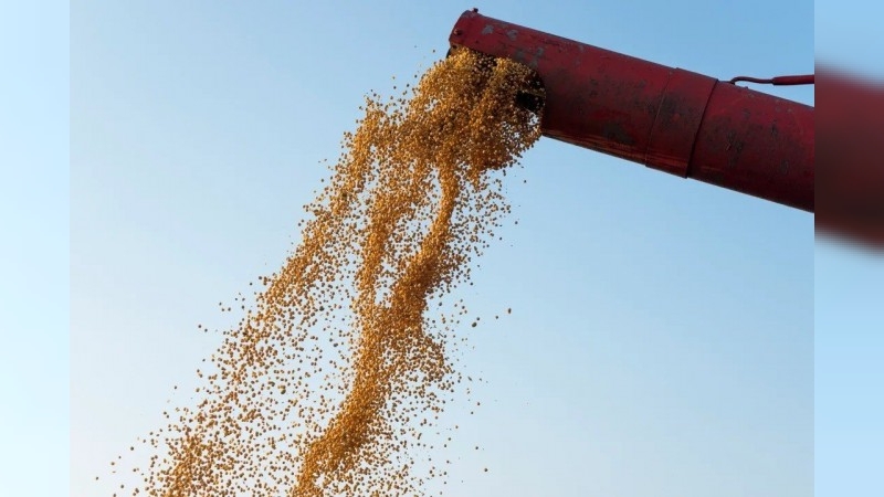 El sector agropecuario exportó por más de US$ 46.000 millones en el 2024