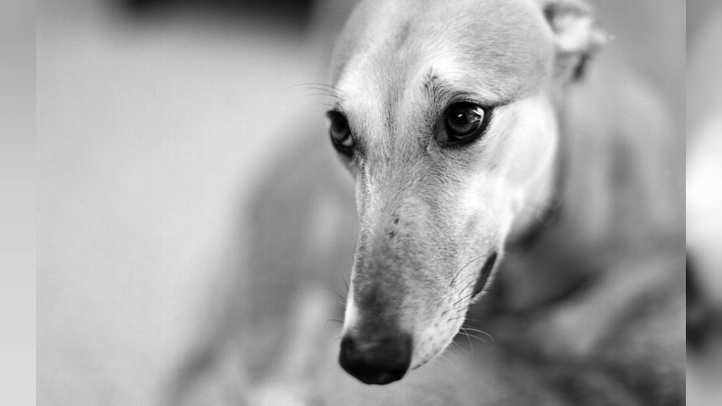 Condenan a dos hombres por matar a un perro en Laboulaye y les ordenan tratamiento psicológico