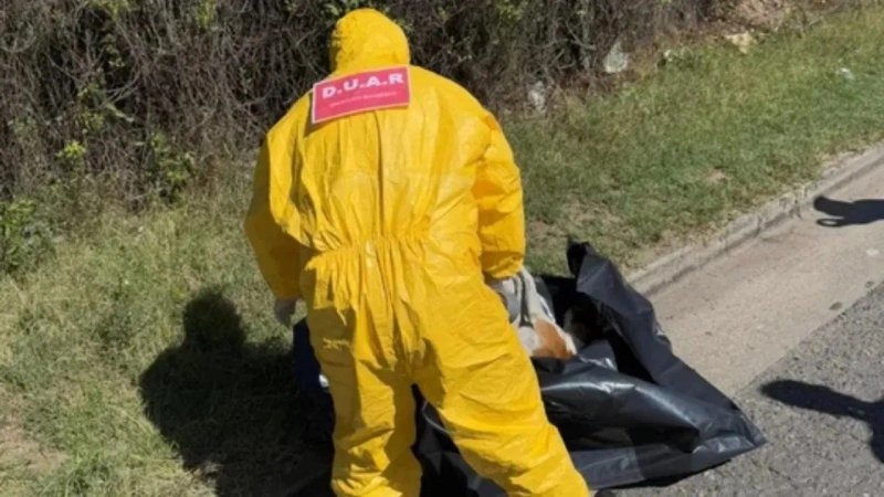 "Convulsionó por 10 segundos y murió": mataron a un perro de un tiro en plena vía pública en Córdoba