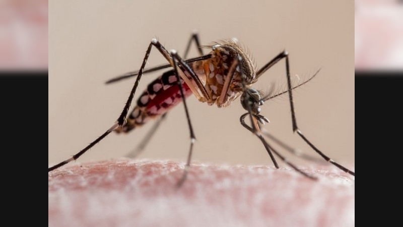 Confirman los dos primeros casos de dengue en Suardi