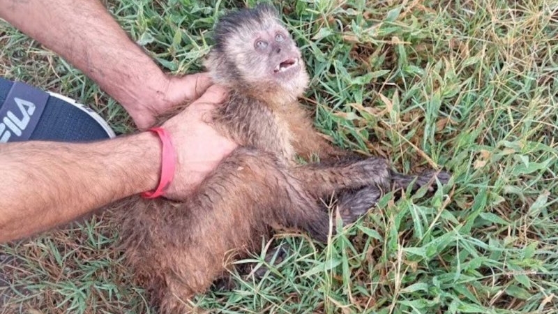 Alta Gracia: un mono sufrió una descarga eléctrica y fue rescatado