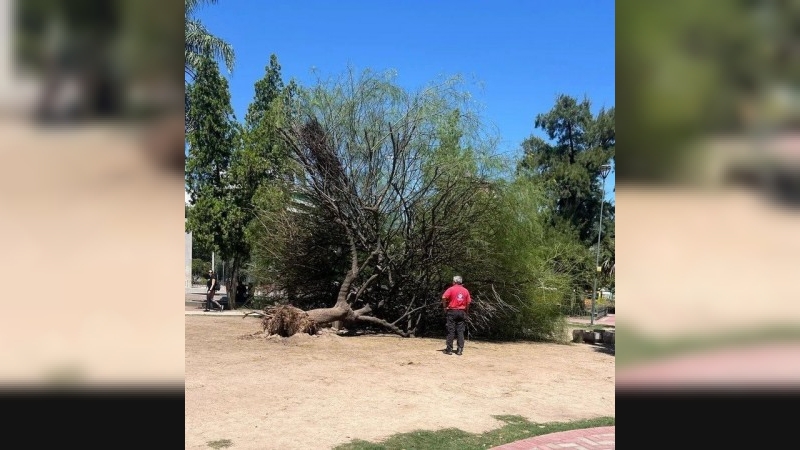 Córdoba: un árbol de gran porte cayó sobre un hombre en Plaza Alberdi