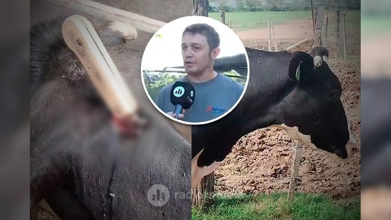 Una vaca quedó con un cuchillo clavado cuando intentaron faenarla clandestinamente