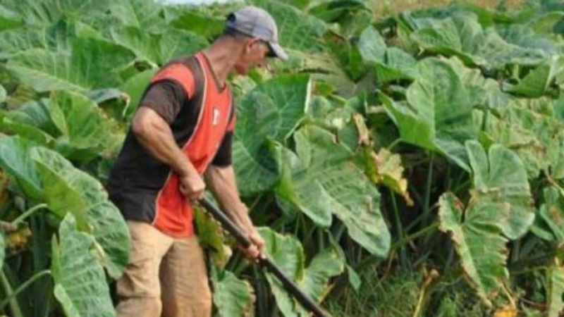 Cuba analiza otorgar tierras en usufructo a extranjeros