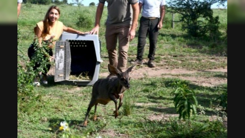 Reinserción de fauna silvestre en el noreste cordobés