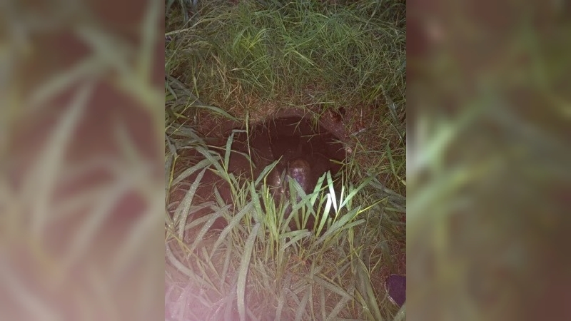 Córdoba: rescataron a un perro que cayó a un pozo negro tras las fuertes lluvias