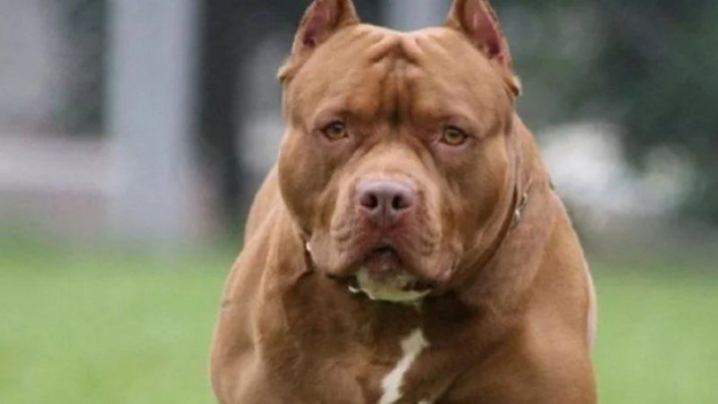 Córdoba: una embarazada fue mordida en el rostro por un pitbull