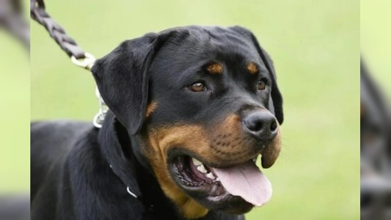 Un Rottweiler atacó a un hombre de 81 años