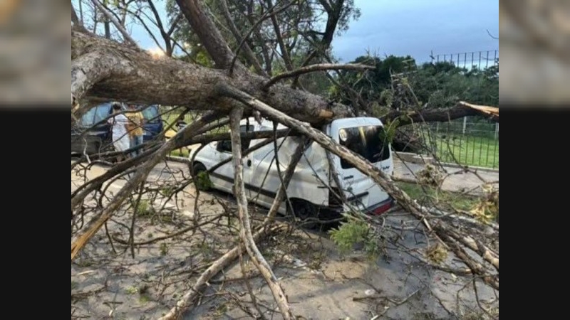 Un árbol cayó y destrozó un auto y otro cortó Costanera norte: las imágenes de los destrozos por el temporal
