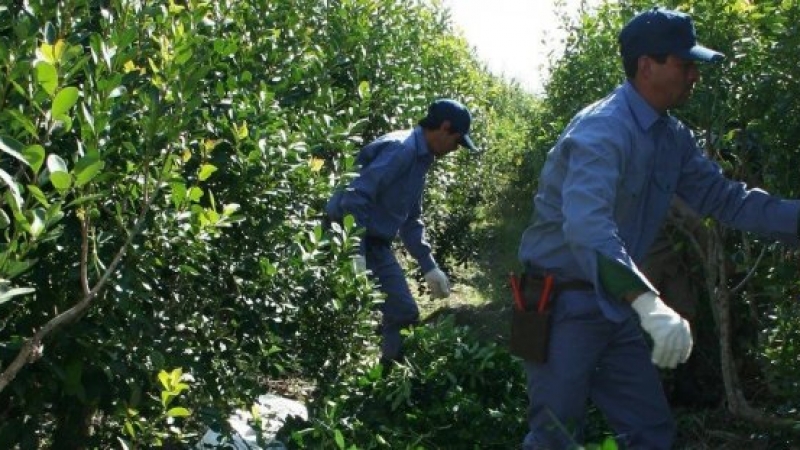 Caída histórica en la producción de yerba mate en Argentina
