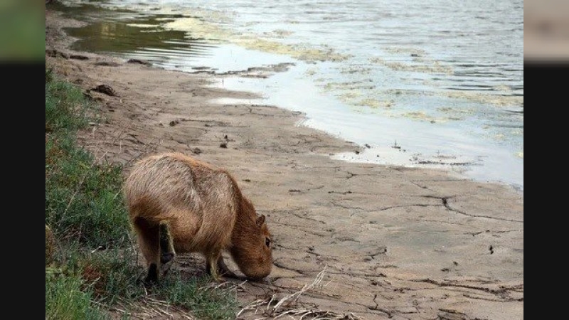 Liberaron un carpincho y 48 aves silvestres en una zona rural de Córdoba