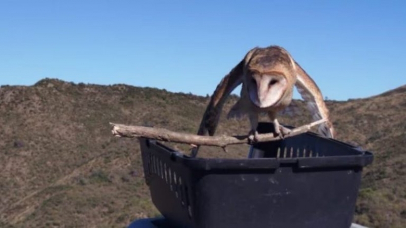 Liberaron 17 aves rehabilitadas en el Parque de la Biodiversidad