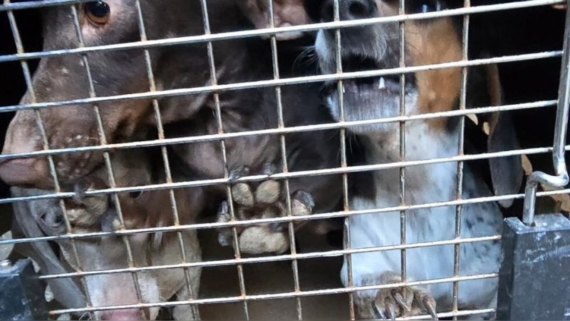 Desbarataron un criadero clandestino y rescataron 30 perros en condiciones deplorables en Jesús María