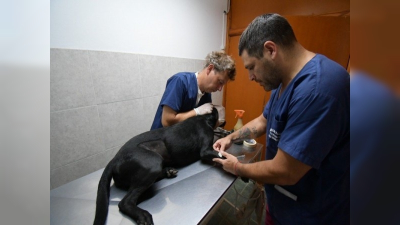 Cumplió 15 años el Centro Municipal de Sanidad Animal y Control de Zoonosis de San Francisco