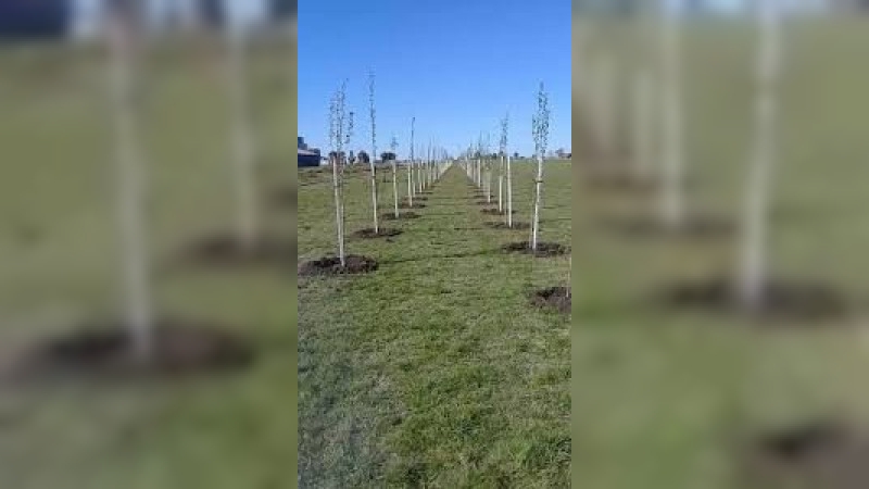 Municipio invita a sumarse  a la forestación de la cortina forestal sur del futuro pulmón verde