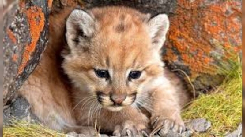 Condenaron al hombre que golpeó hasta matar a un cachorro de puma en Córdoba