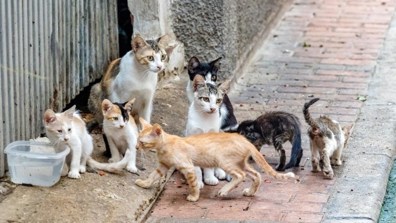 Córdoba: Vecinos denuncian que gente en situación de calle les comen los gatos