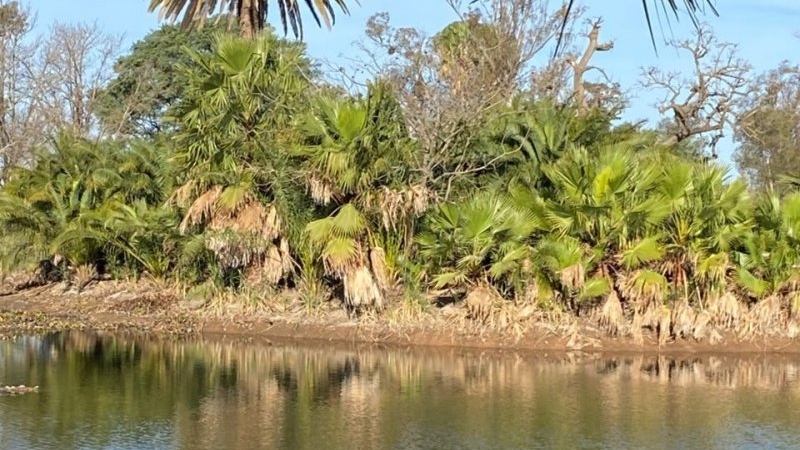 Buscan al yacaré del Parque Cincuentenario y crece la posibilidad de que haya otro ejemplar