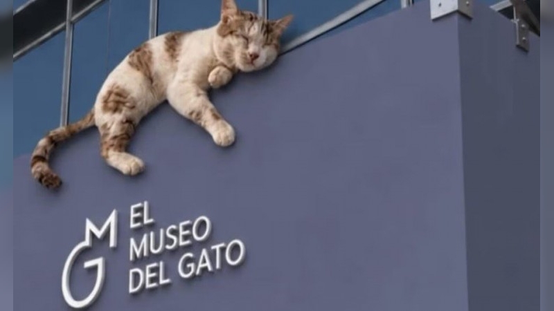 Se inauguró en México el Museo del Gato, un espacio interactivo único en el mundo