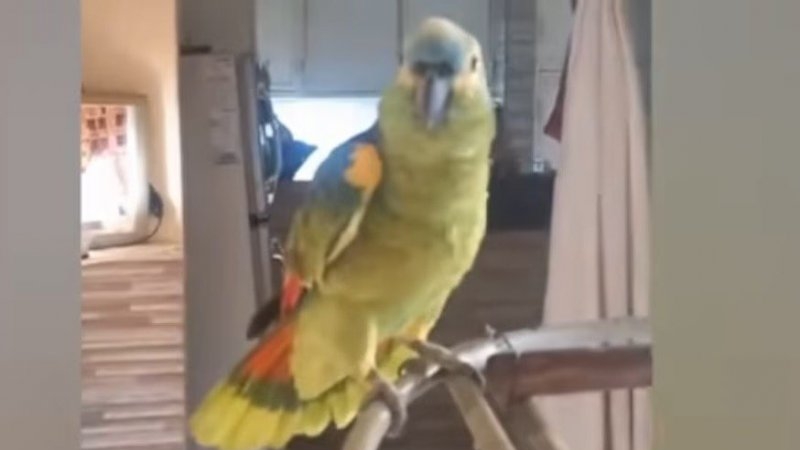 Córdoba: tras un video viral de un loro, advierten sobre la tenencia de animales exóticos