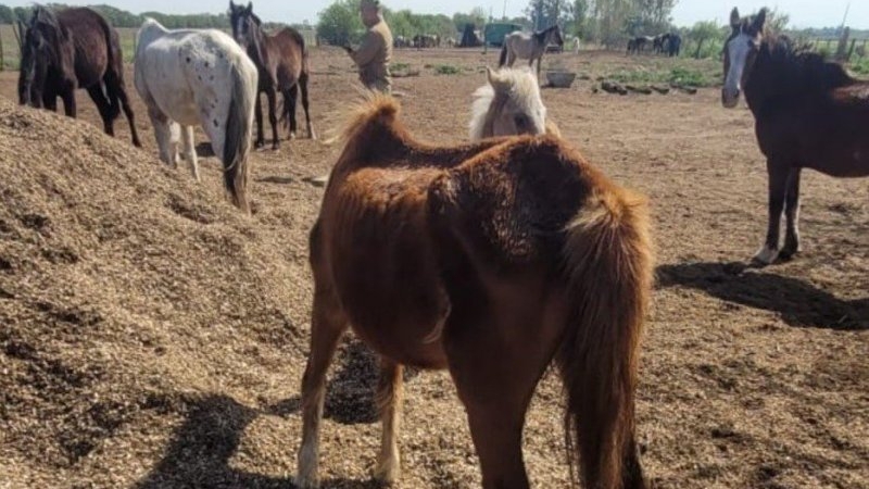 Allanan una finca y rescatan m&aacute;s de 20 caballos en C&oacute;rdoba